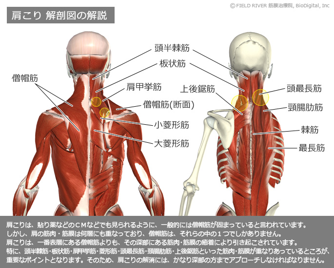 肩コリの解剖図解説